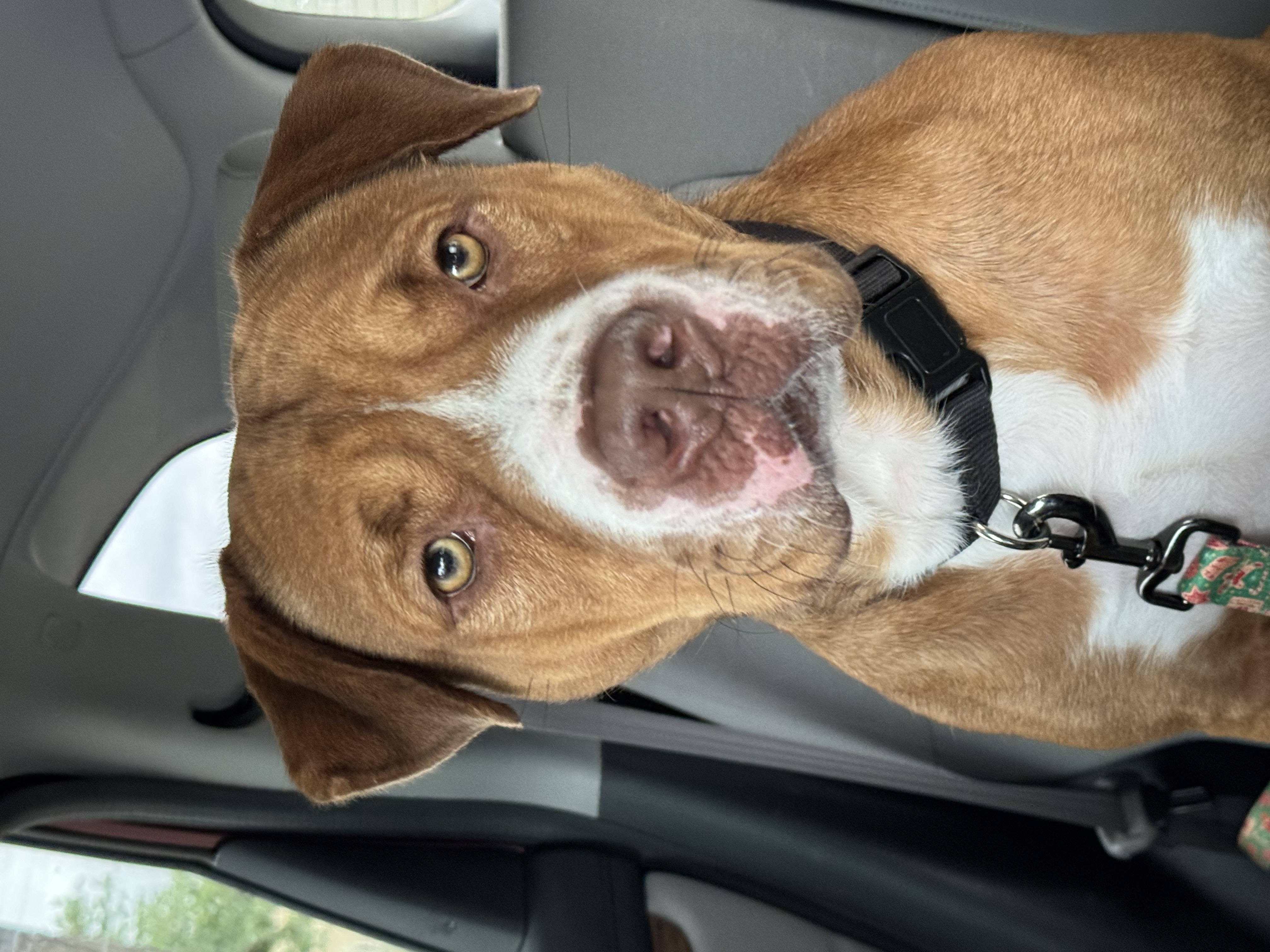 Bailey , a Adoptable Terrier in Schertz, TX image 3/6