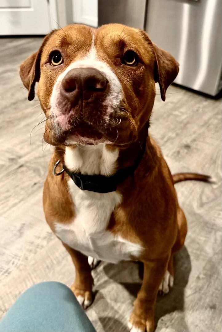 Bailey , a Adoptable Terrier in Schertz, TX image 4/6