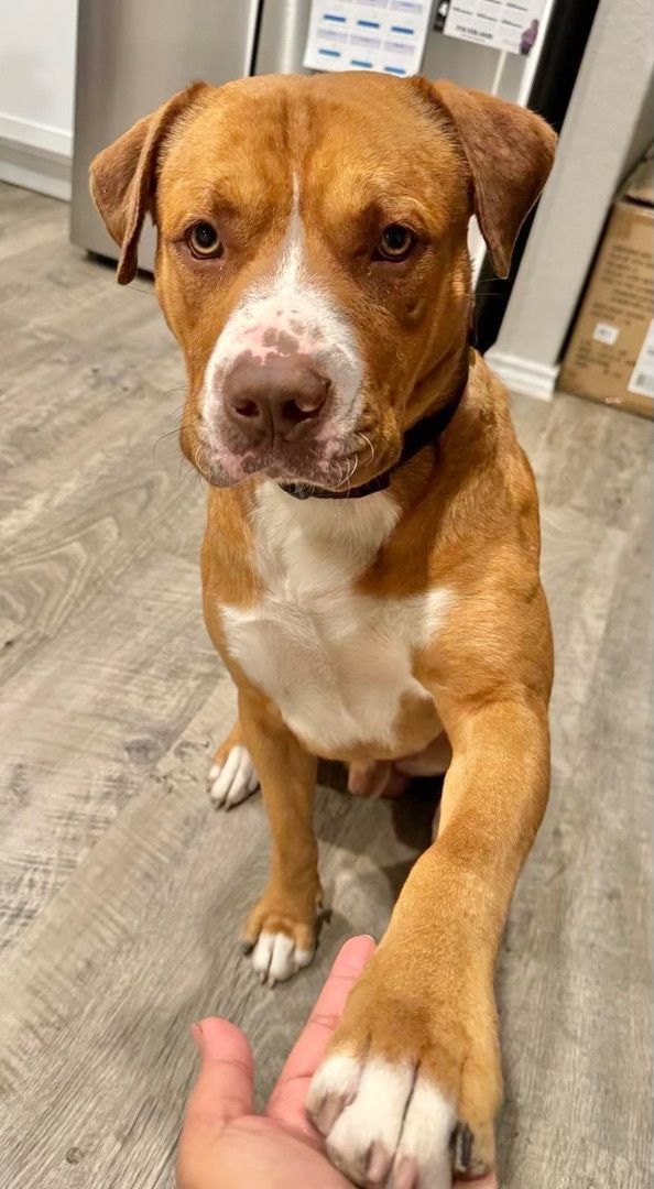 Bailey , a Adoptable Terrier in Schertz, TX image 5/6