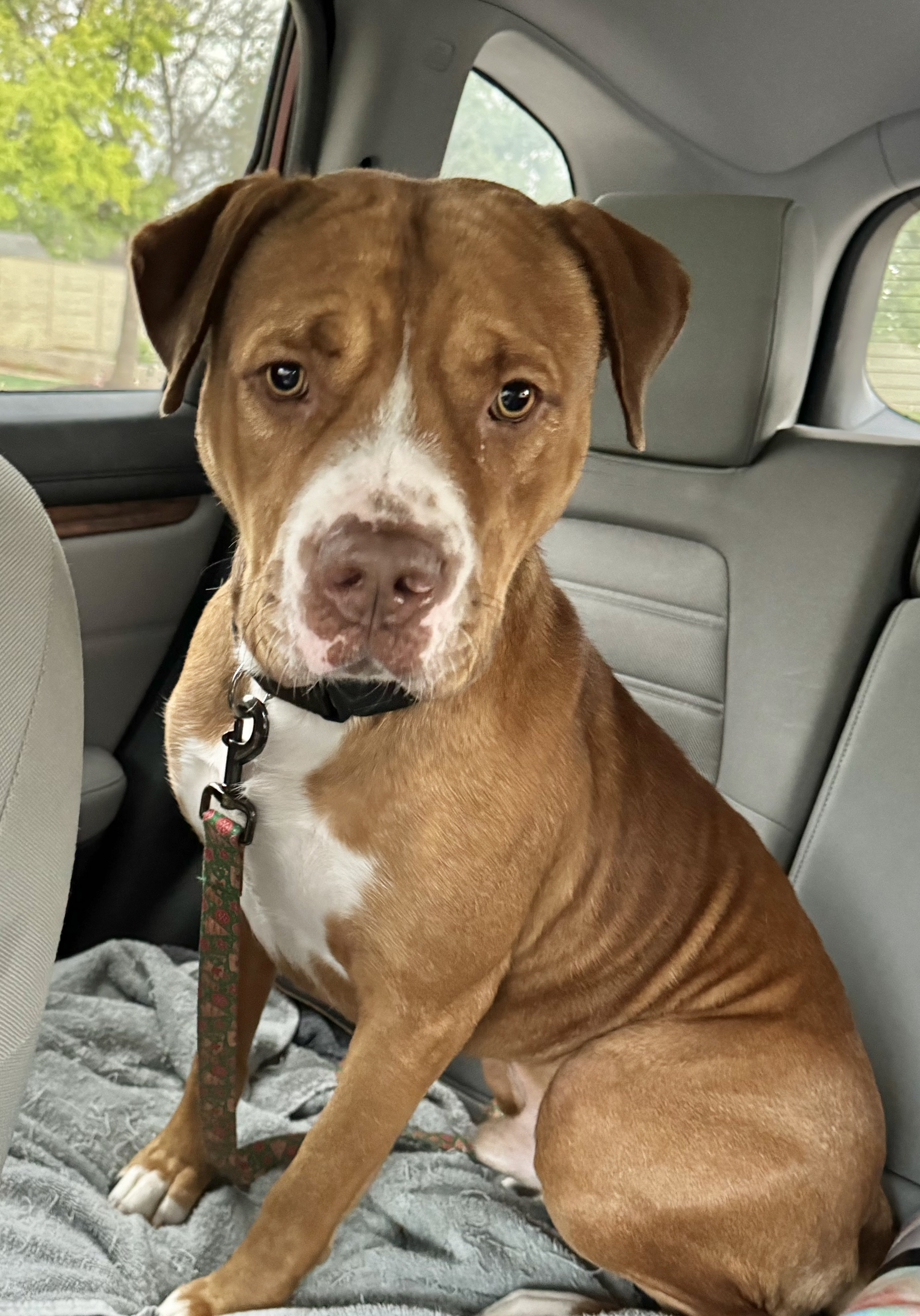 Bailey , a Adoptable Terrier in Schertz, TX image 6/6