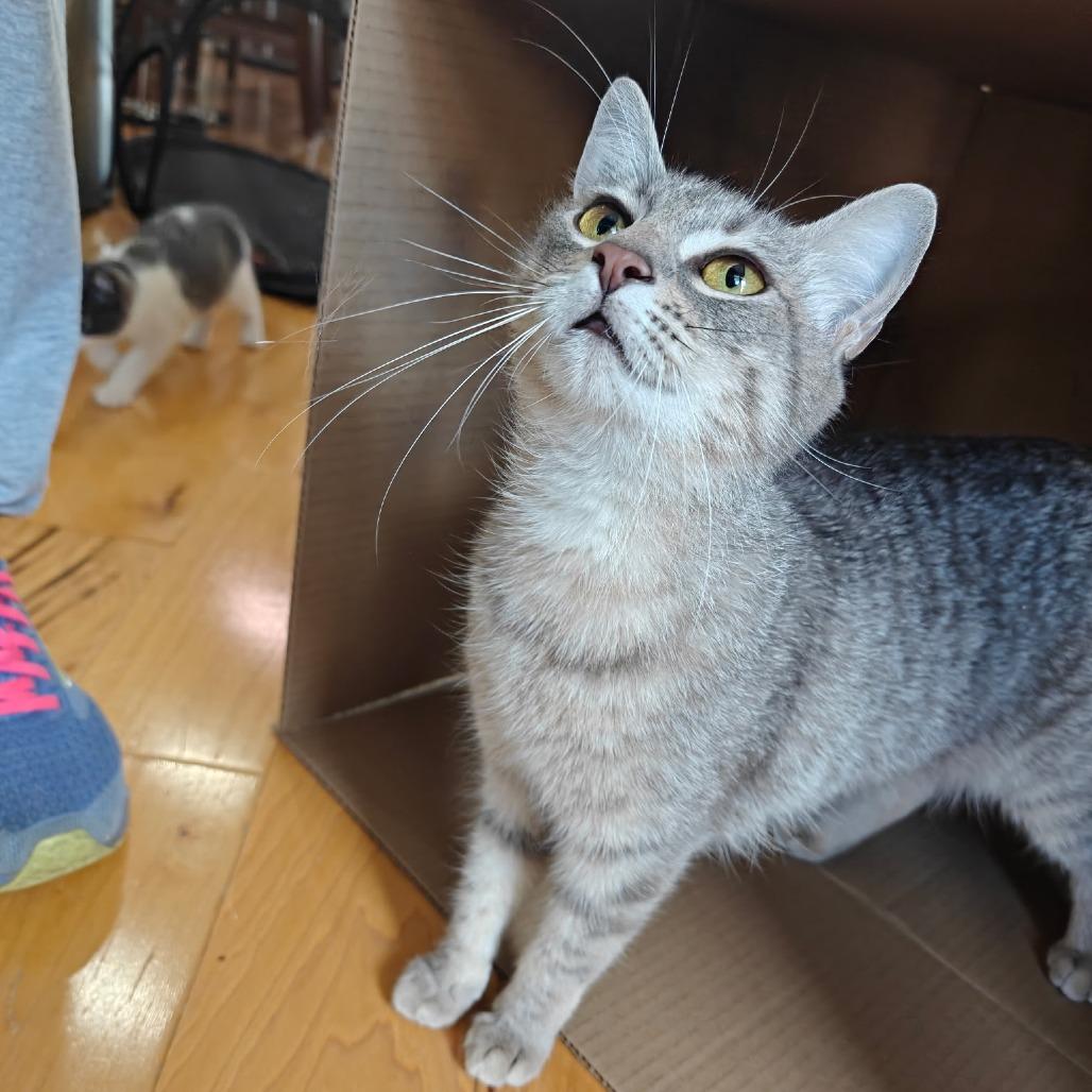 Grisita, Adoptable, Young Female Domestic Short Hair.