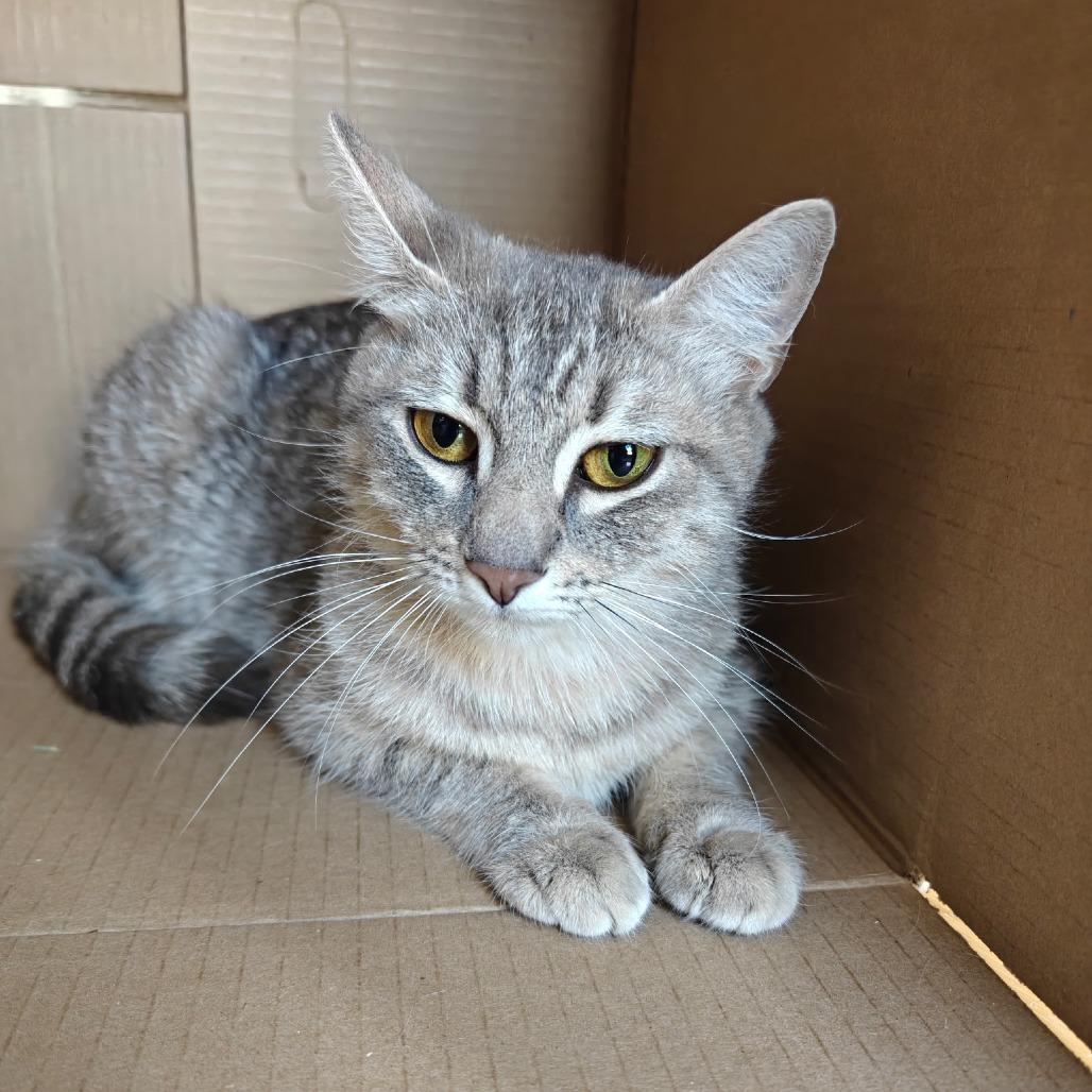 Enlarge Grisita, a Adoptable Domestic Short Hair in Germantown, MD image 2/6