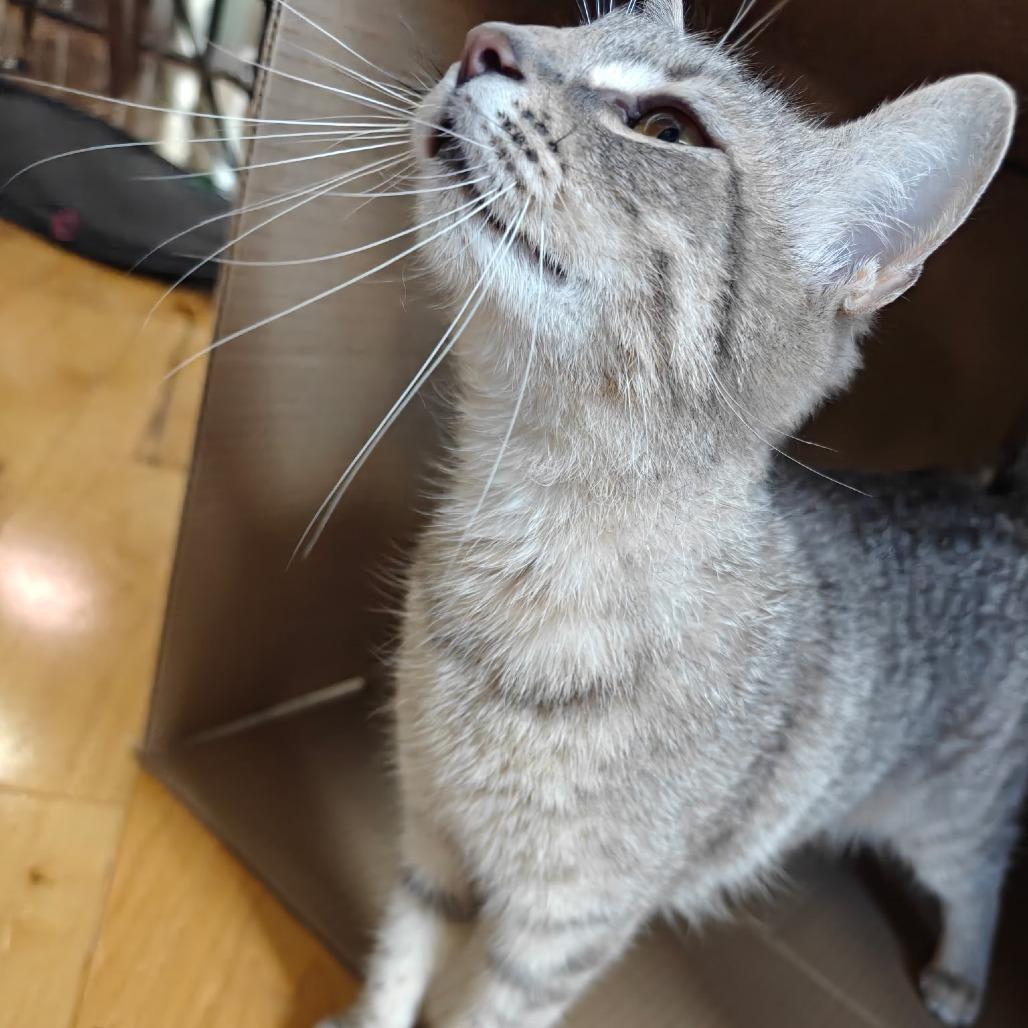 Enlarge Grisita, a Adoptable Domestic Short Hair in Germantown, MD image 3/6