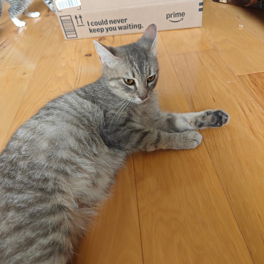 Enlarge Grisita, a Adoptable Domestic Short Hair in Germantown, MD image 4/6