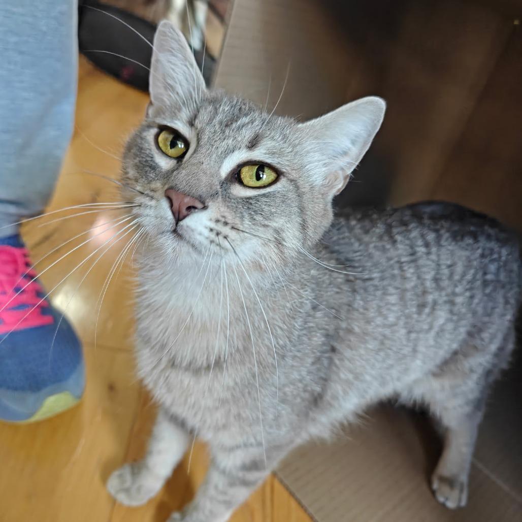 Enlarge Grisita, a Adoptable Domestic Short Hair in Germantown, MD image 5/6