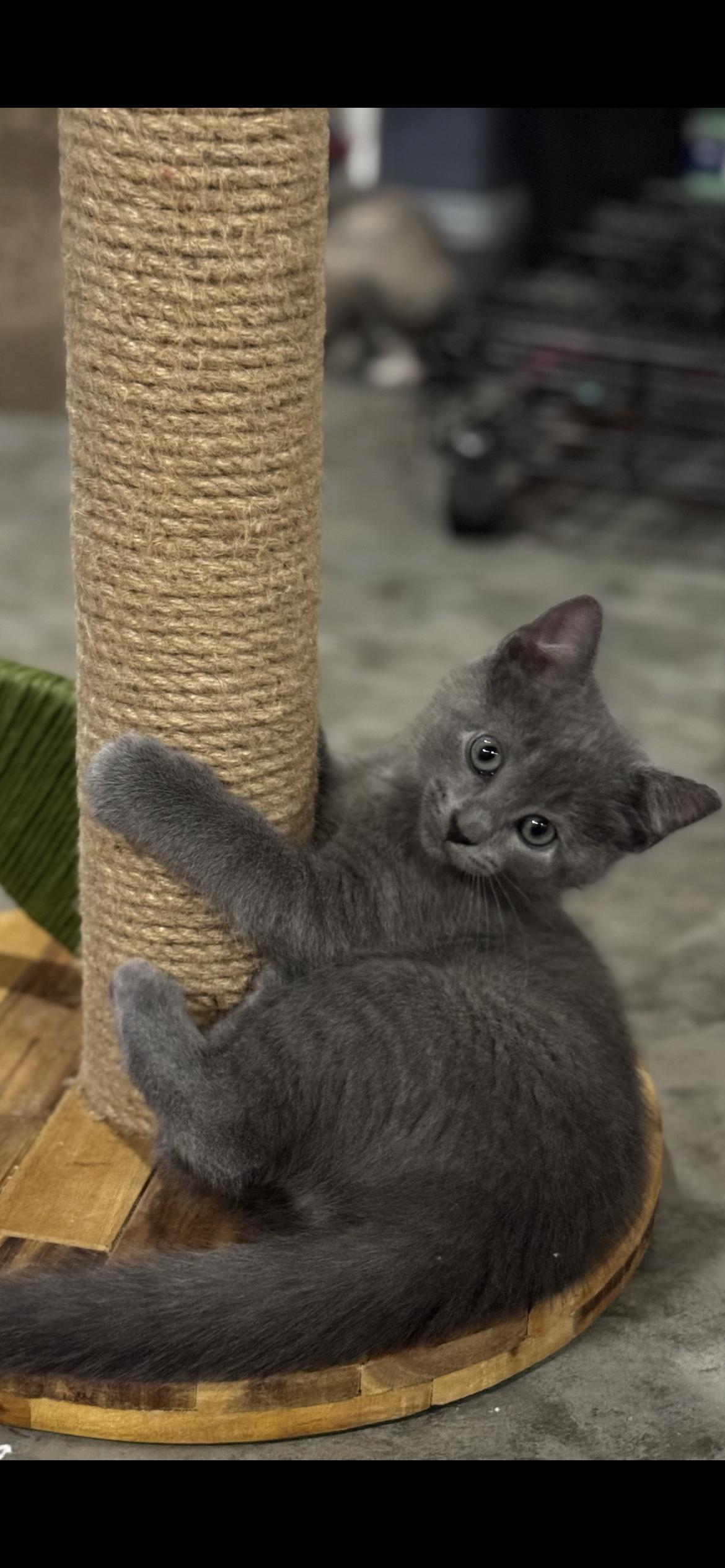 Cosmo, a ADOPTABLE Domestic Short Hair in Saint Louis, MO image 3/3