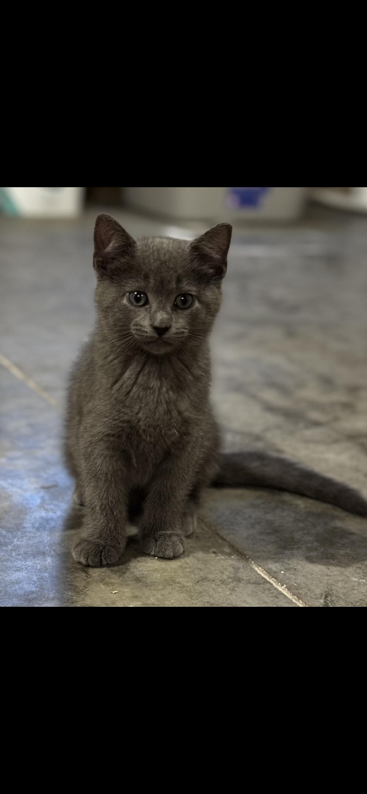Cosmo, ADOPTABLE, Kitten Male Domestic Short Hair.