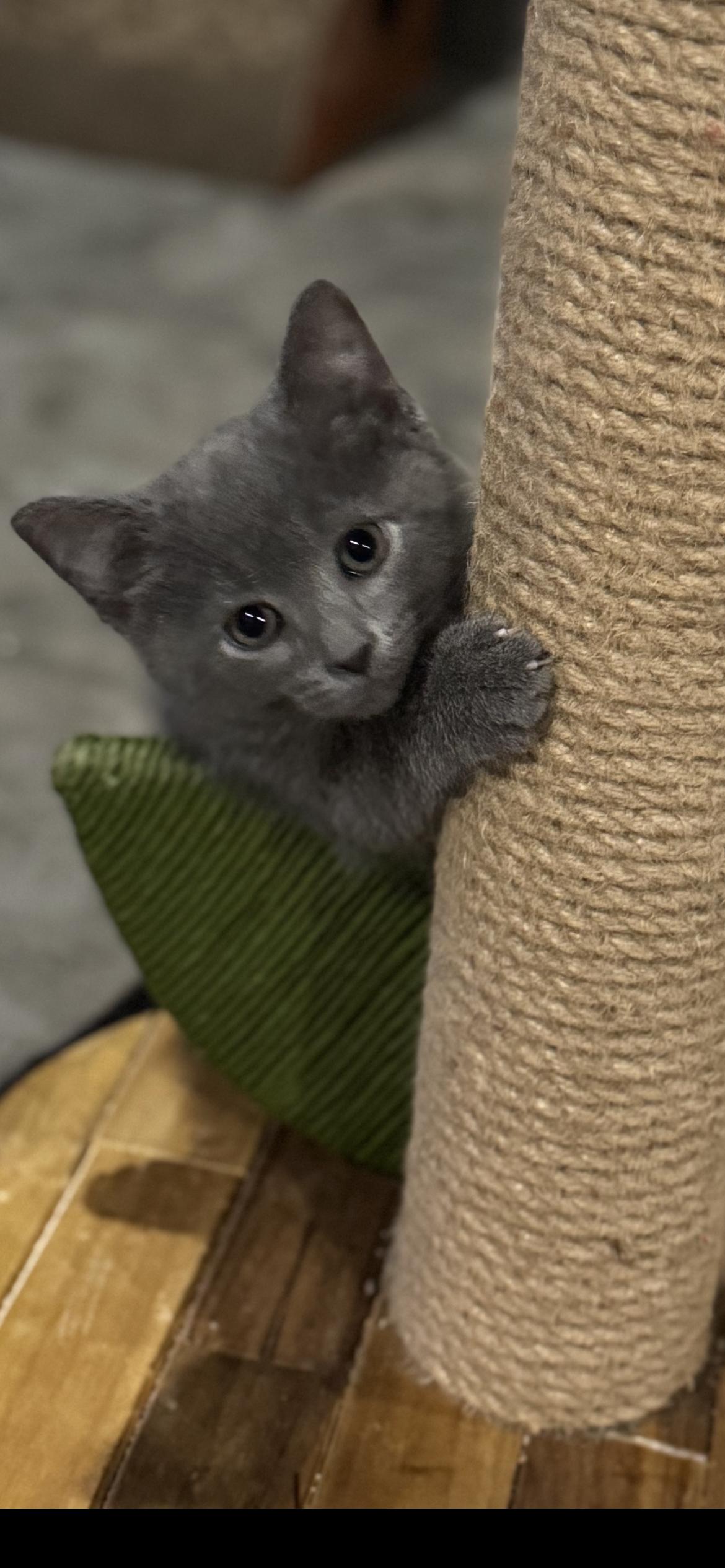 Cosmo, a ADOPTABLE Domestic Short Hair in Saint Louis, MO image 2/3
