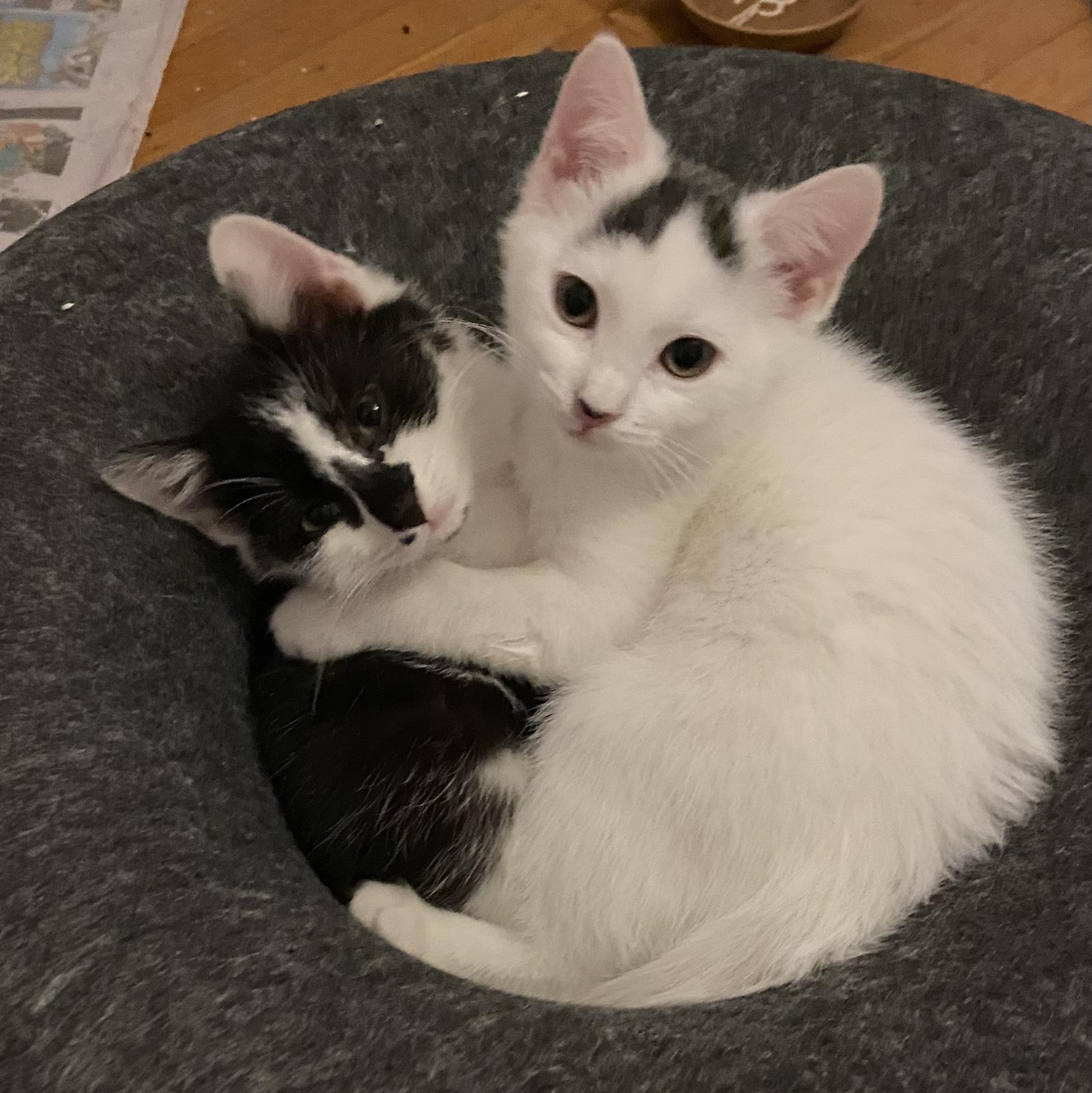 Enlarge Snow White, Sneezy, & Happy , a Adoptable Domestic Short Hair in Waltham, MA image 3/5