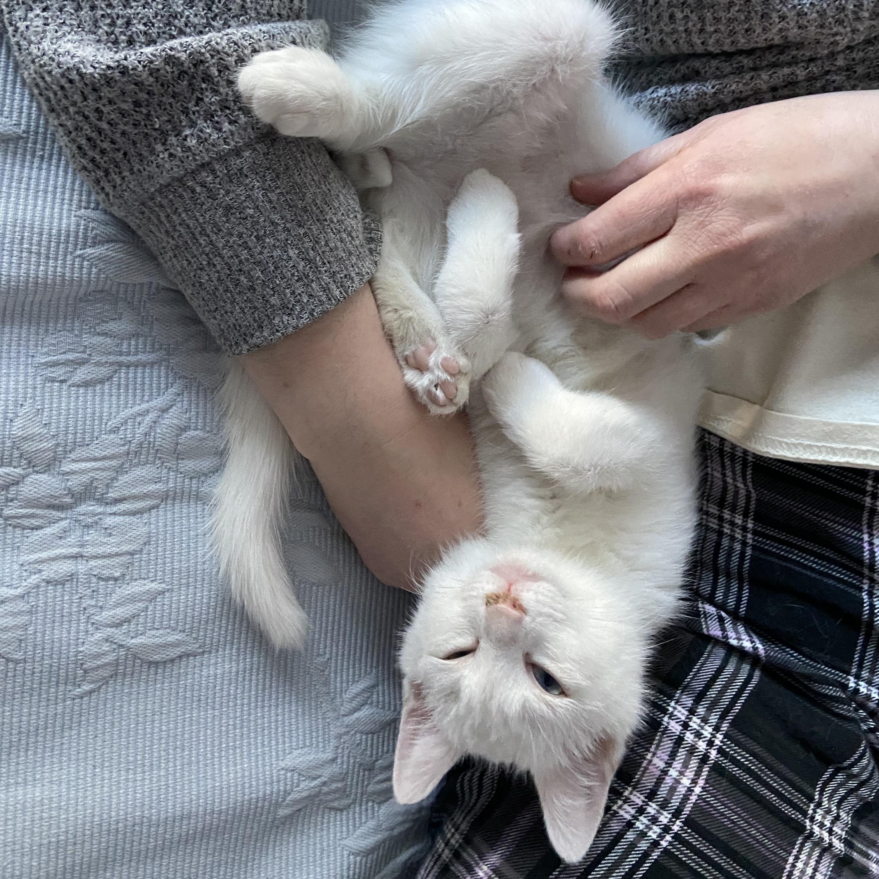 Enlarge Snow White, Sneezy, & Happy , a Adoptable Domestic Short Hair in Waltham, MA image 2/5