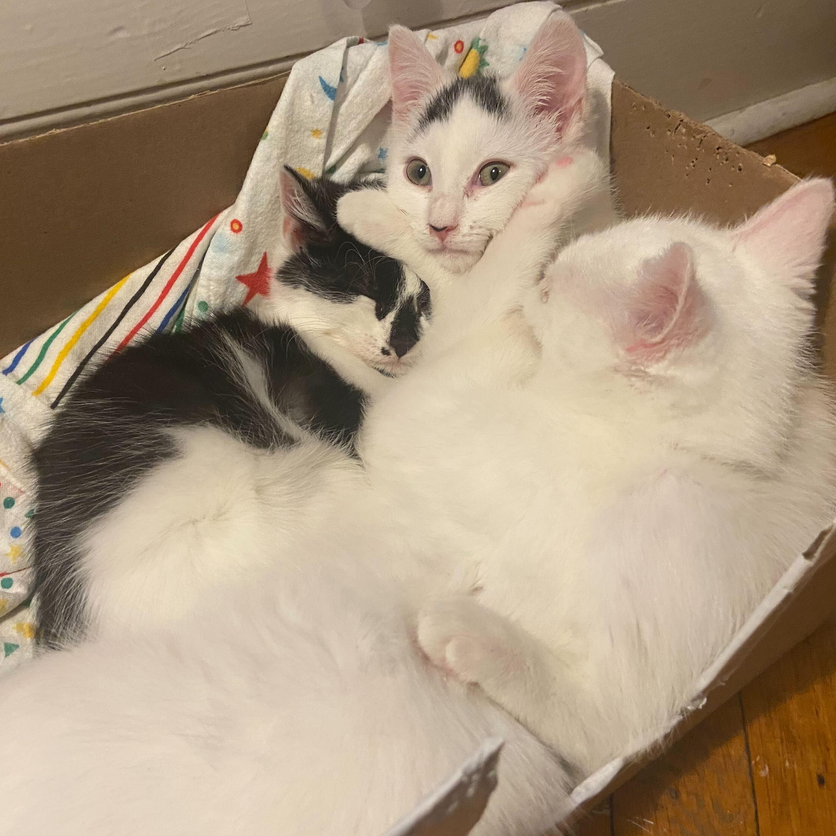 Enlarge Snow White, Sneezy, & Happy , a Adoptable Domestic Short Hair in Waltham, MA image 4/5