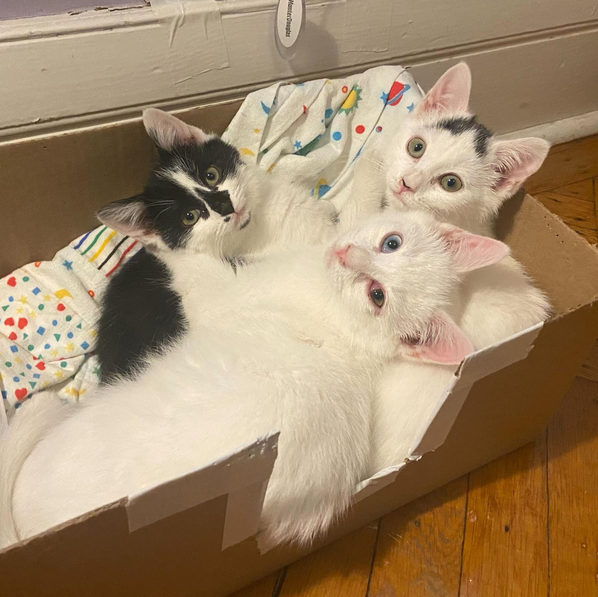 Snow White, Sneezy, & Happy , Adoptable, Kitten Female Domestic Short Hair.