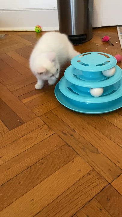 Enlarge Snow White, Sneezy, & Happy , a Adoptable Domestic Short Hair in Waltham, MA video 5/5