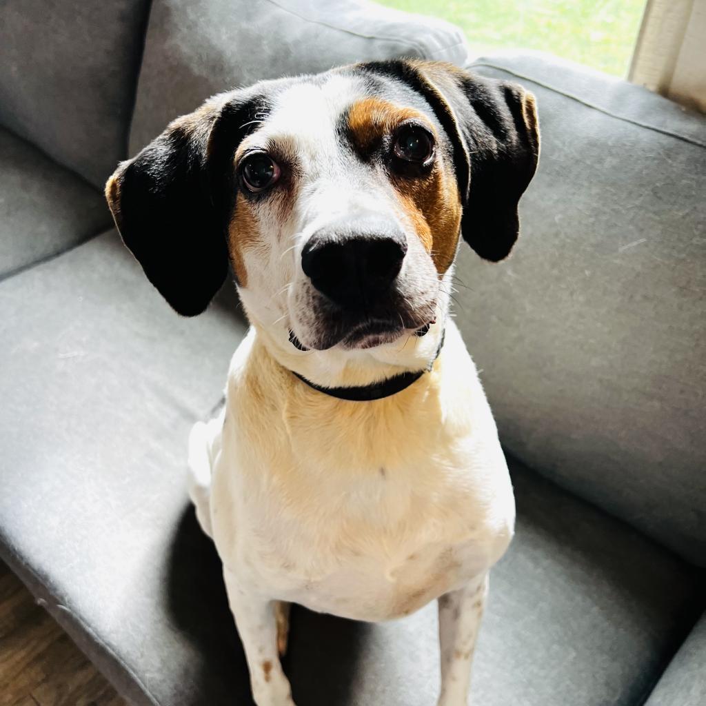 Enlarge Blue, a Adoptable Hound in Green Bay, WI image 1/6