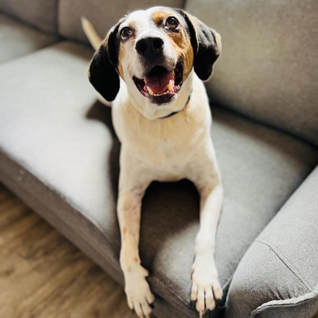 Enlarge Blue, a Adoptable Hound in Green Bay, WI image 2/6