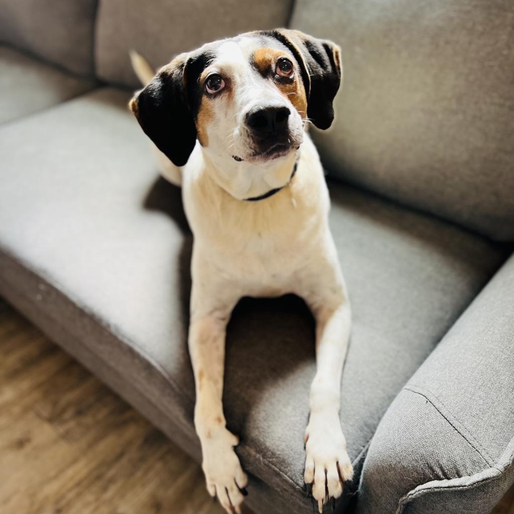 Enlarge Blue, a Adoptable Hound in Green Bay, WI image 3/6