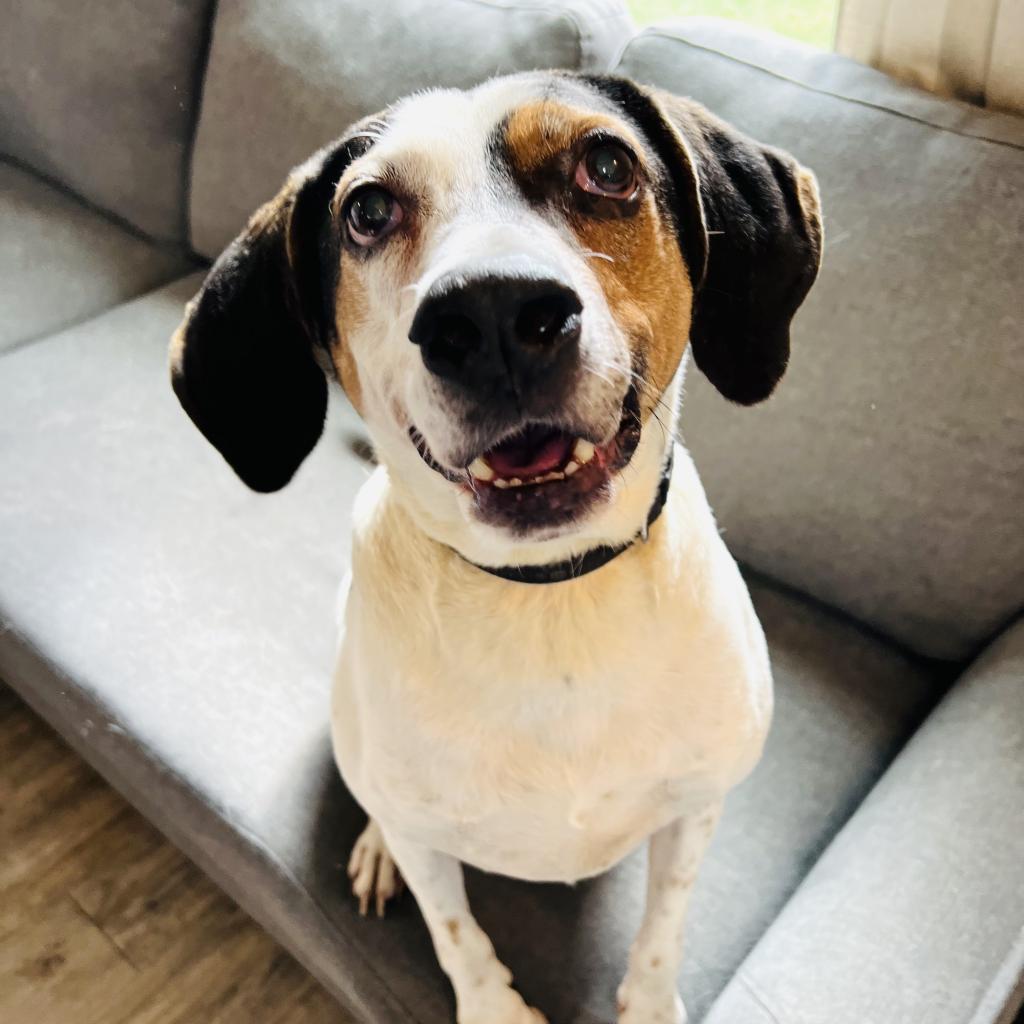 Enlarge Blue, a Adoptable Hound in Green Bay, WI image 4/6