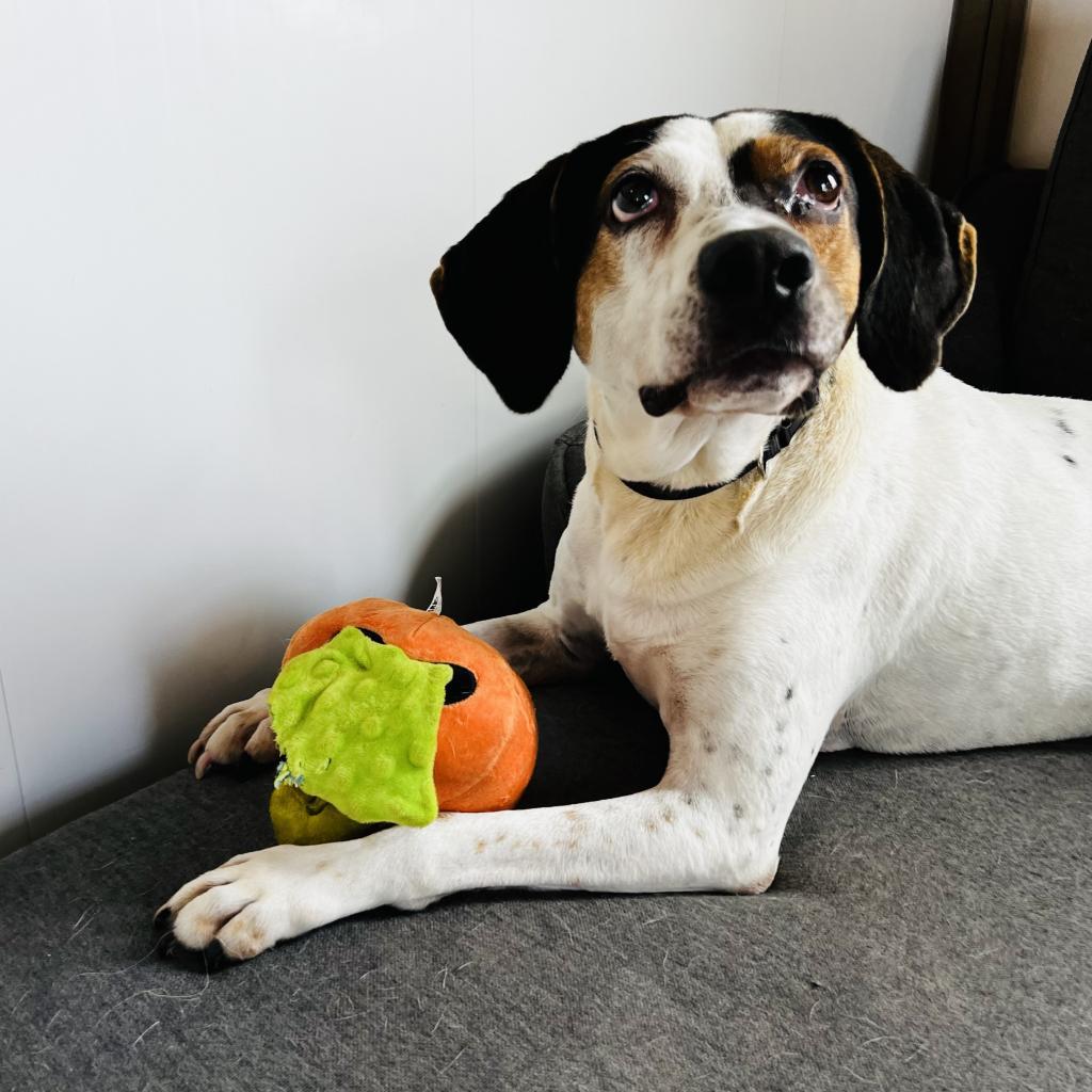 Enlarge Blue, a Adoptable Hound in Green Bay, WI image 5/6