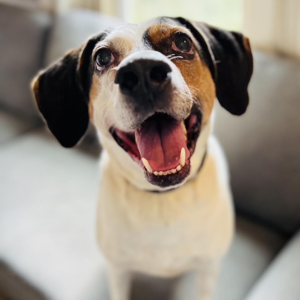 Enlarge Blue, a Adoptable Hound in Green Bay, WI image 6/6