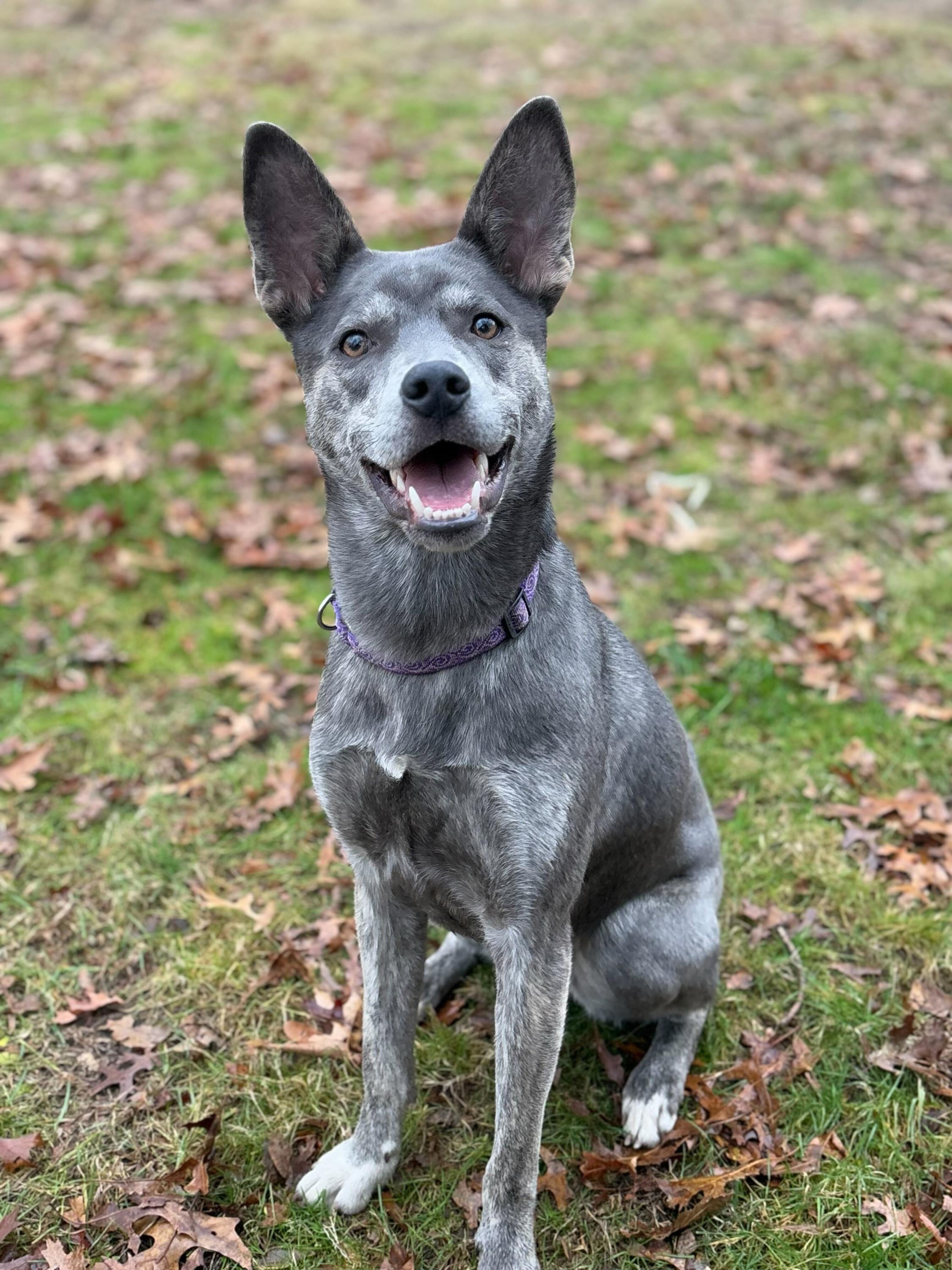 Thelma, Adoptable, Adult Female German Shepherd Dog & Siberian Husky.