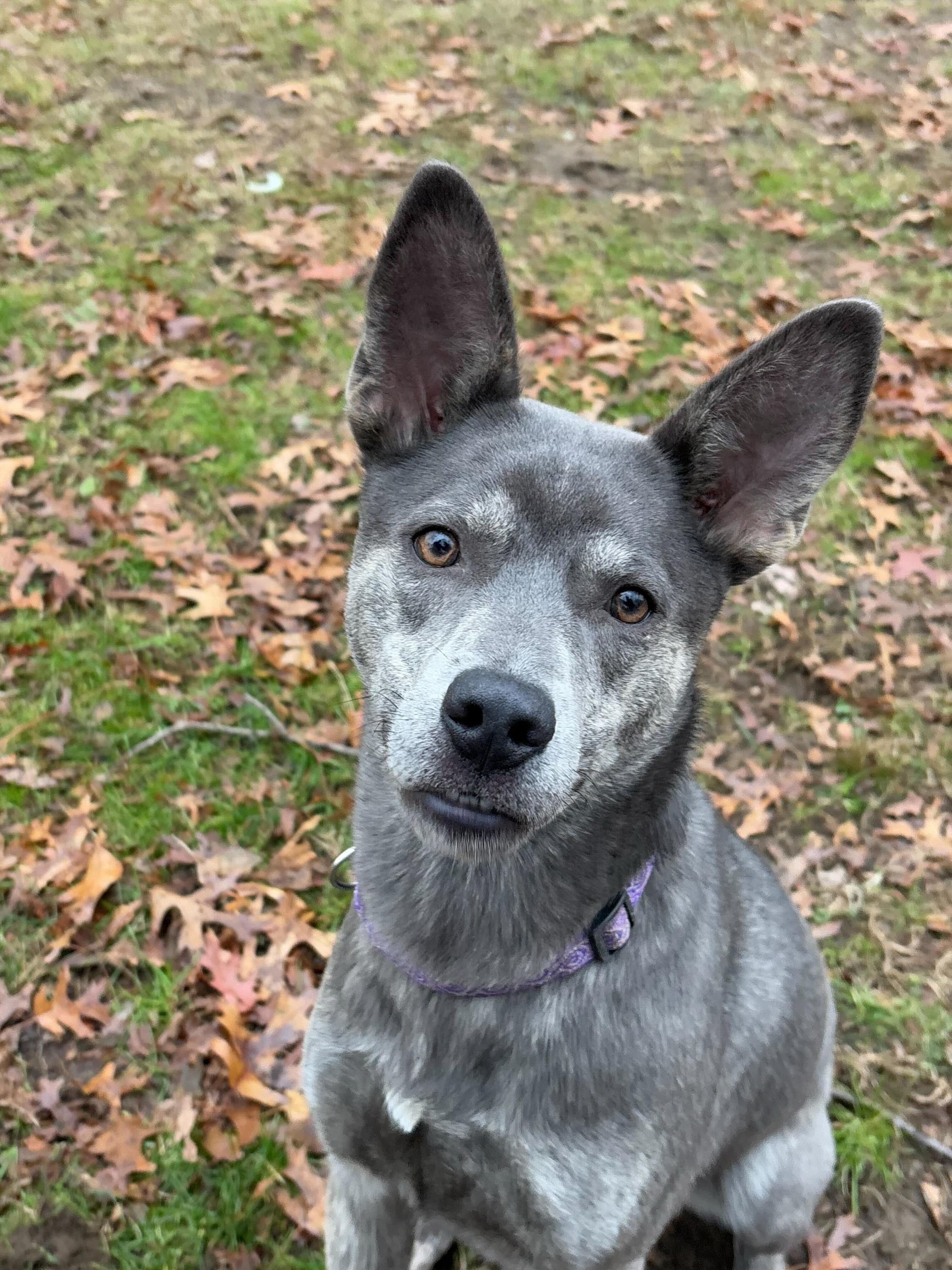 Thelma, a Adoptable mixed breed in South Kingstown, RI image 2/3