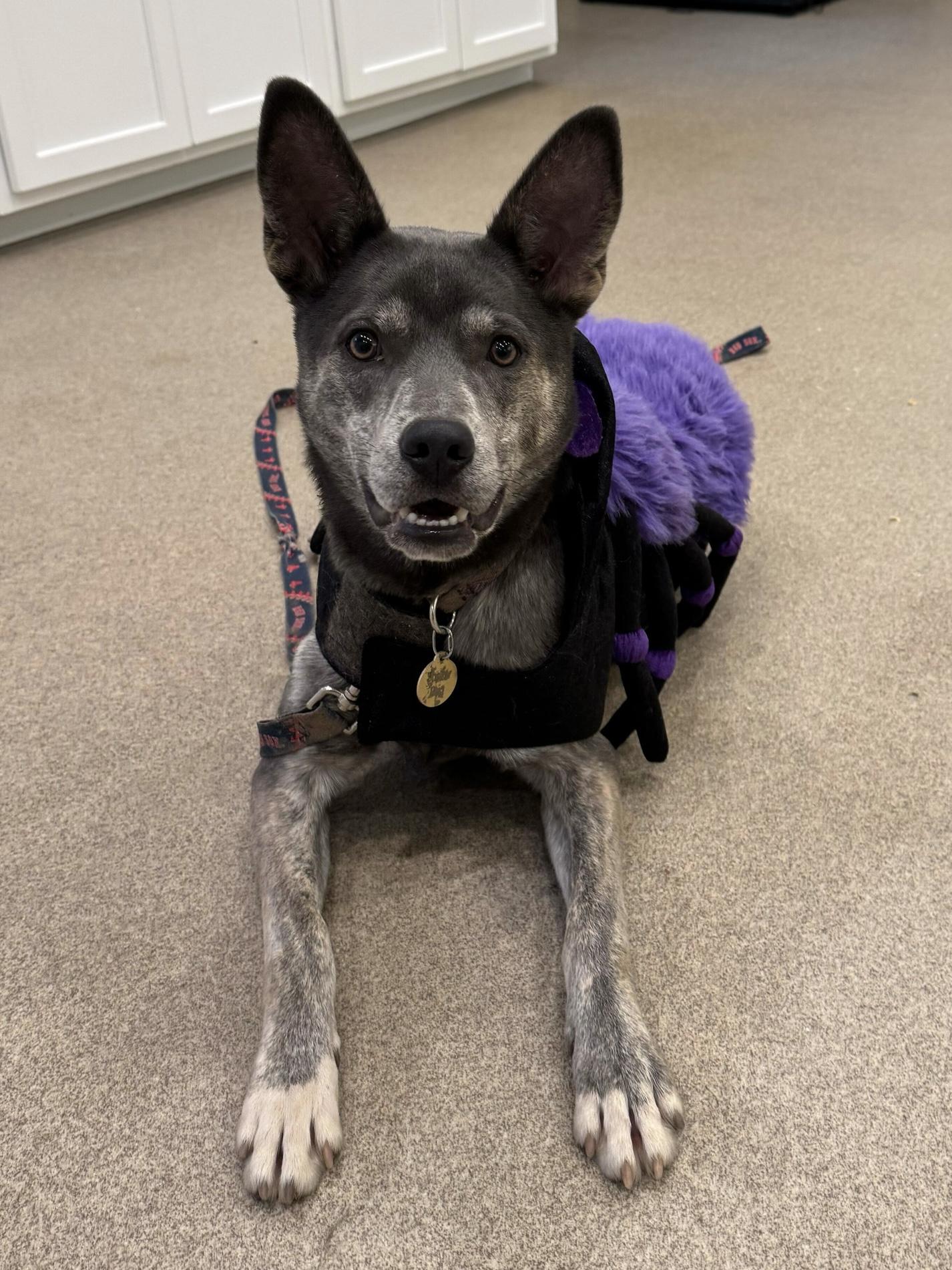 Enlarge Thelma, a Adoptable mixed breed in South Kingstown, RI image 1/1