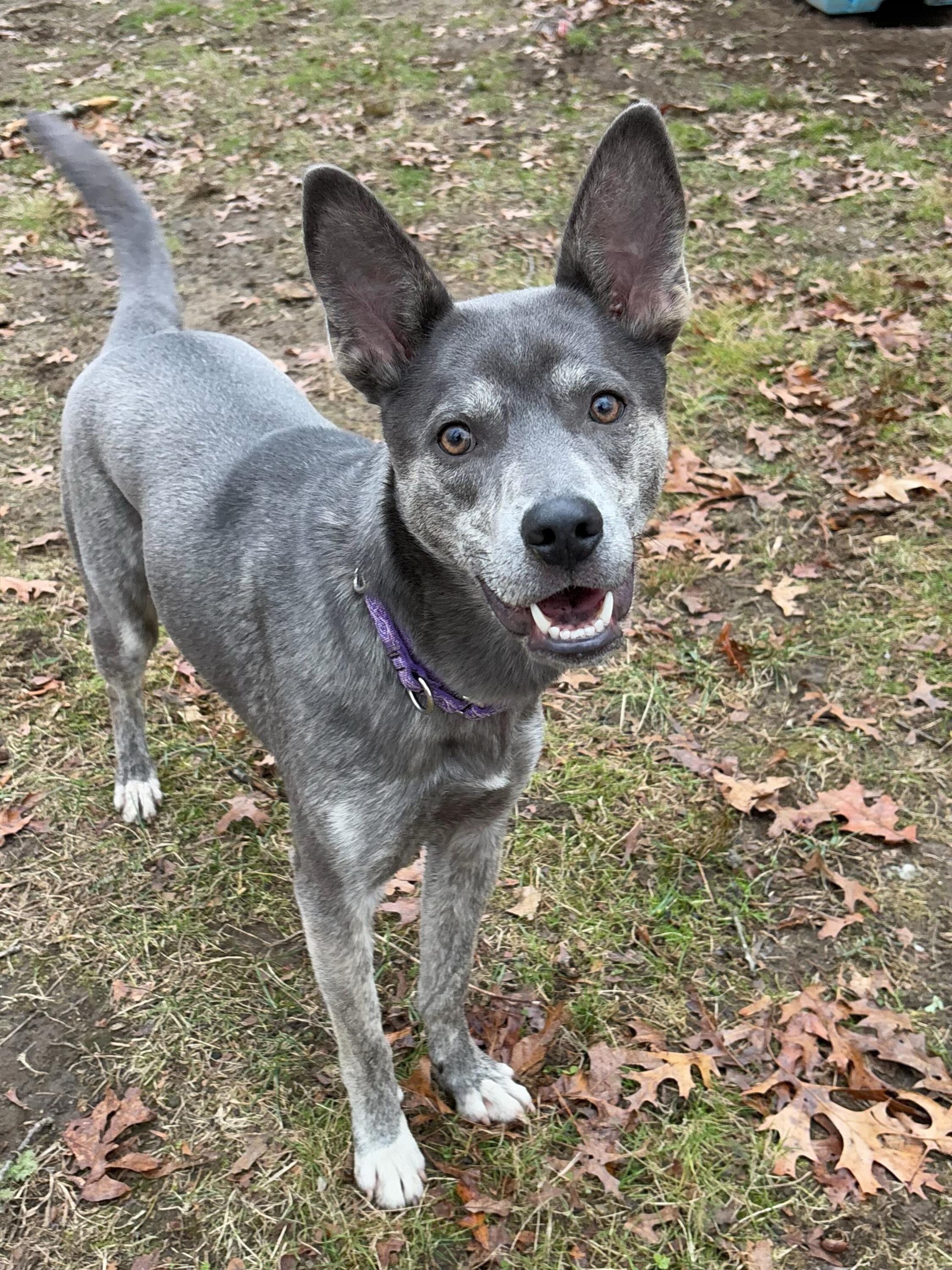 Thelma, a Adoptable mixed breed in South Kingstown, RI image 3/3