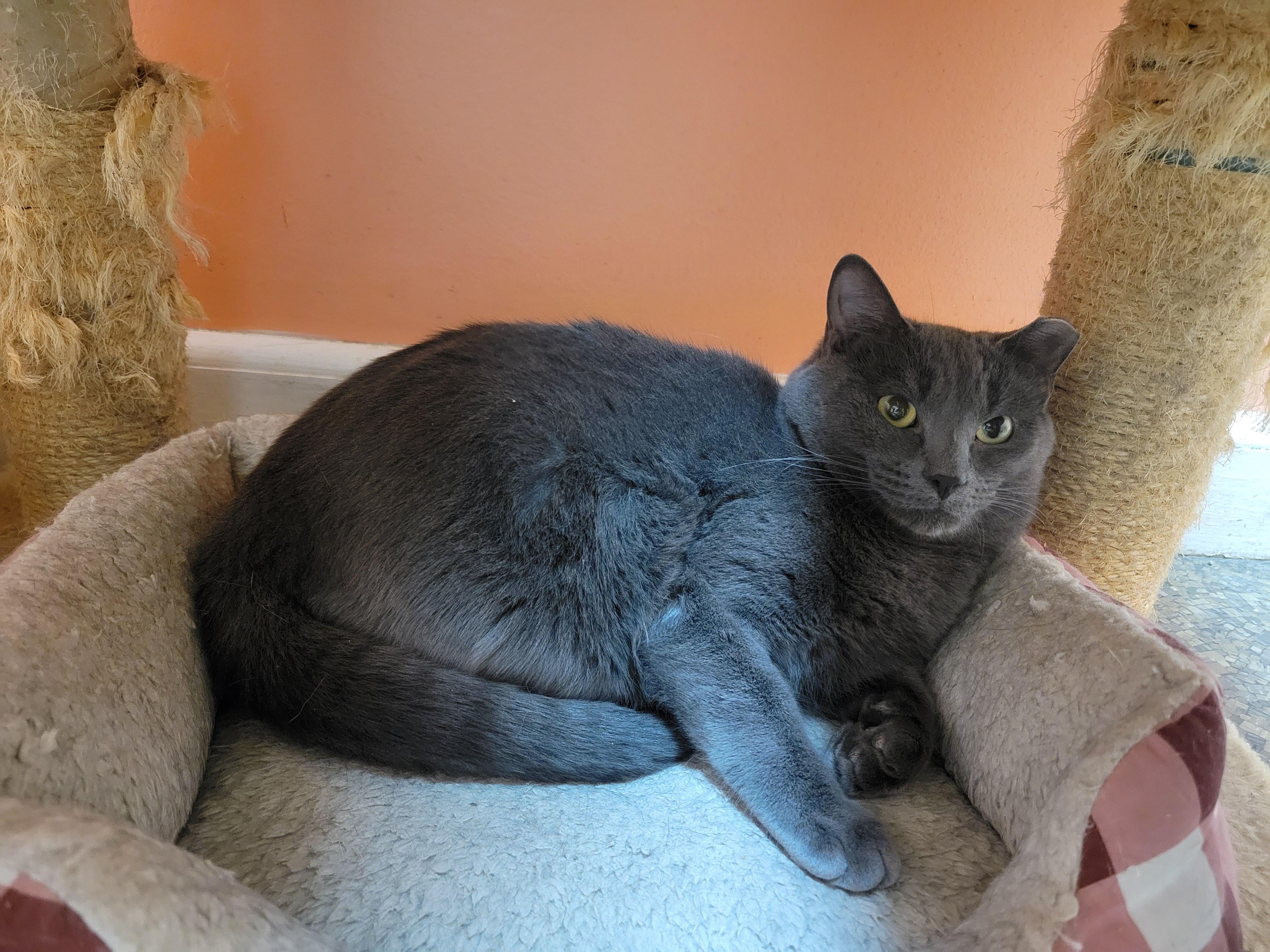 Poptart, ADOPTABLE, Adult Male Domestic Medium Hair.