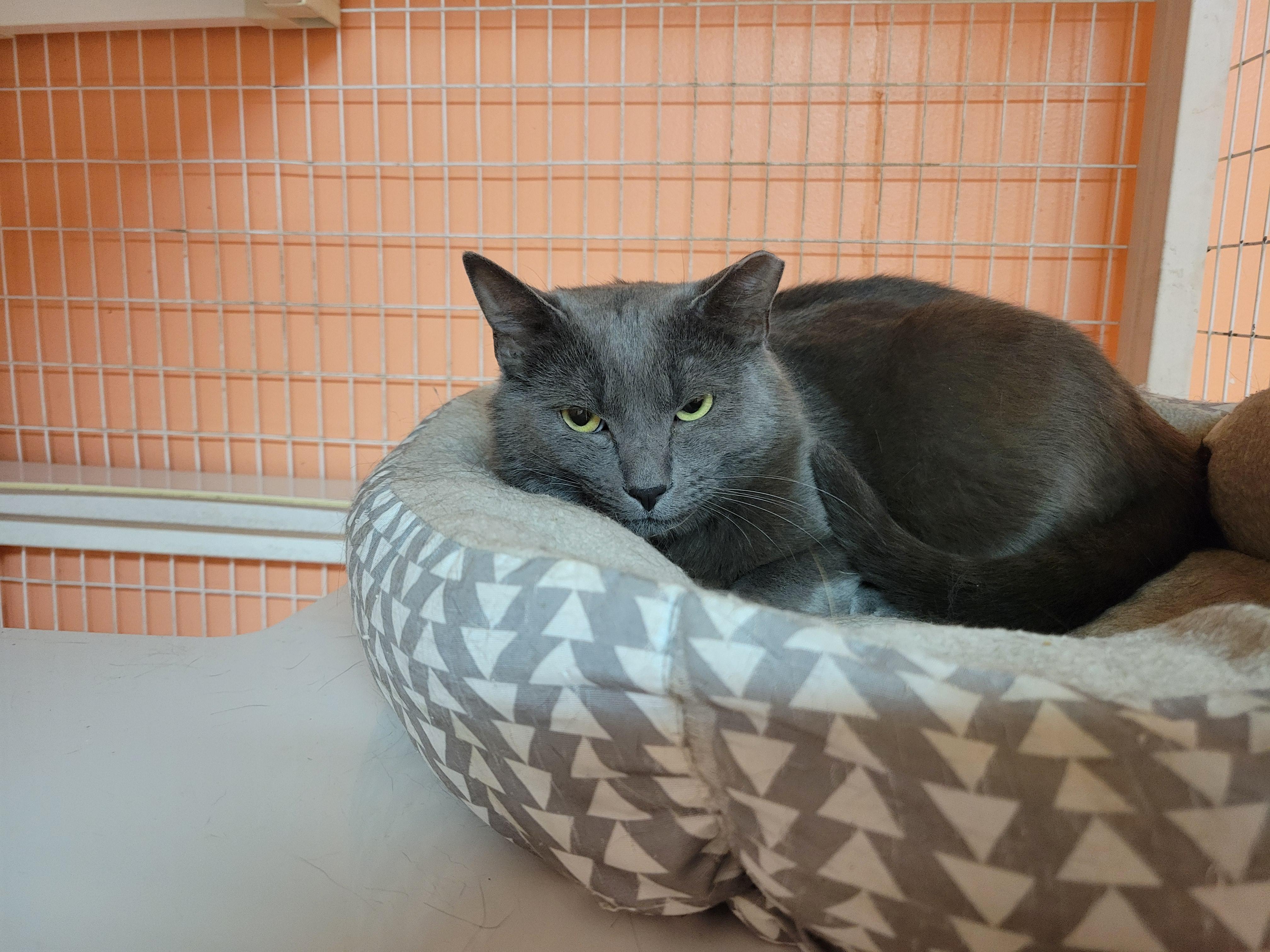 Enlarge Poptart, a ADOPTABLE Domestic Medium Hair in Memphis, TN image 1/1