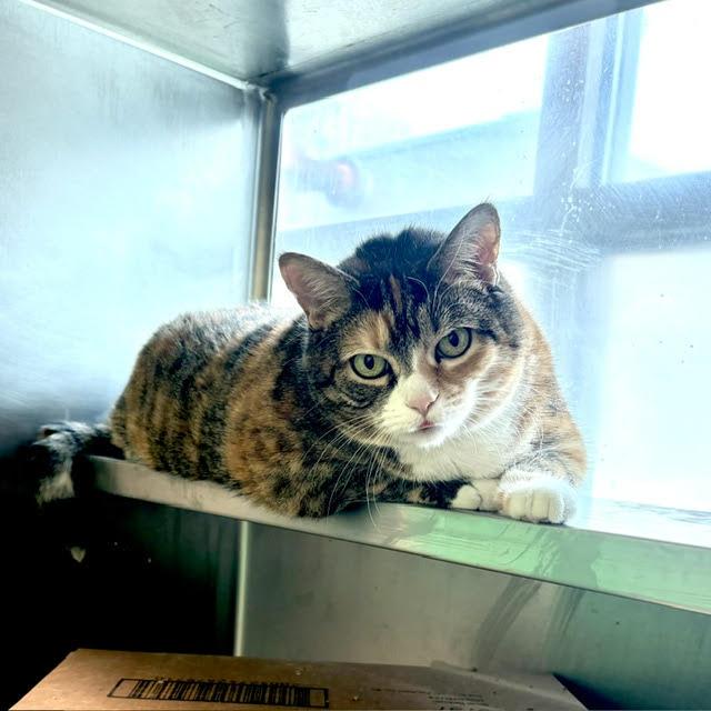 LUCEE, Adoptable, Senior Female Domestic Short Hair.