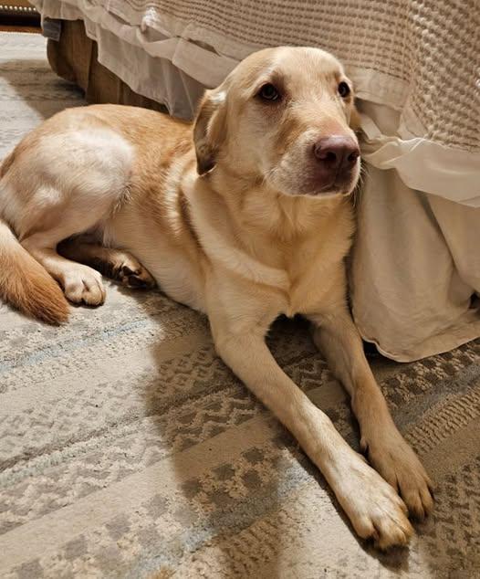 Enlarge Carly, a ADOPTABLE Labrador Retriever in Salem, OR image 1/1