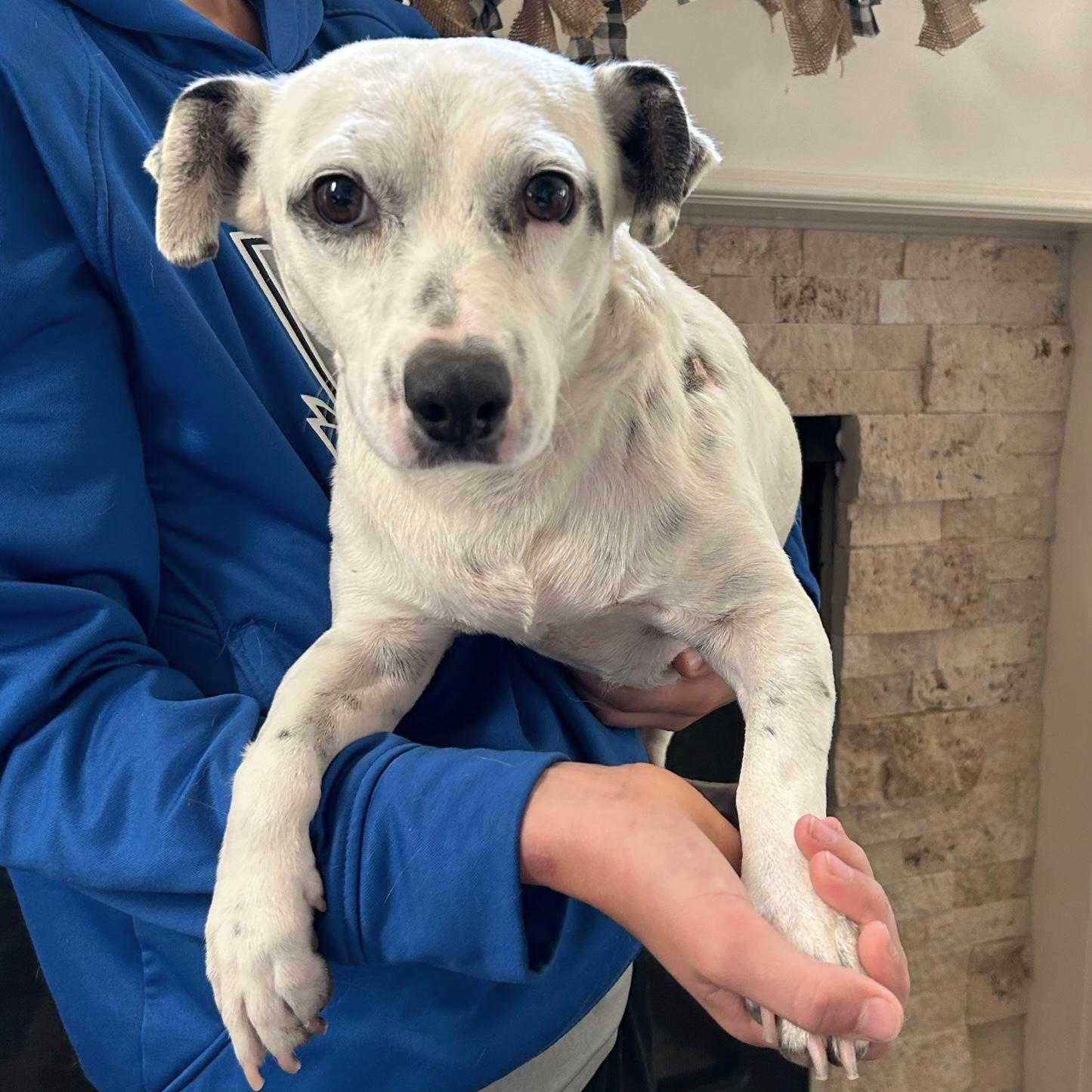 Cartmill, adoptable, Adult Male Chihuahua & Jack Russell Terrier.