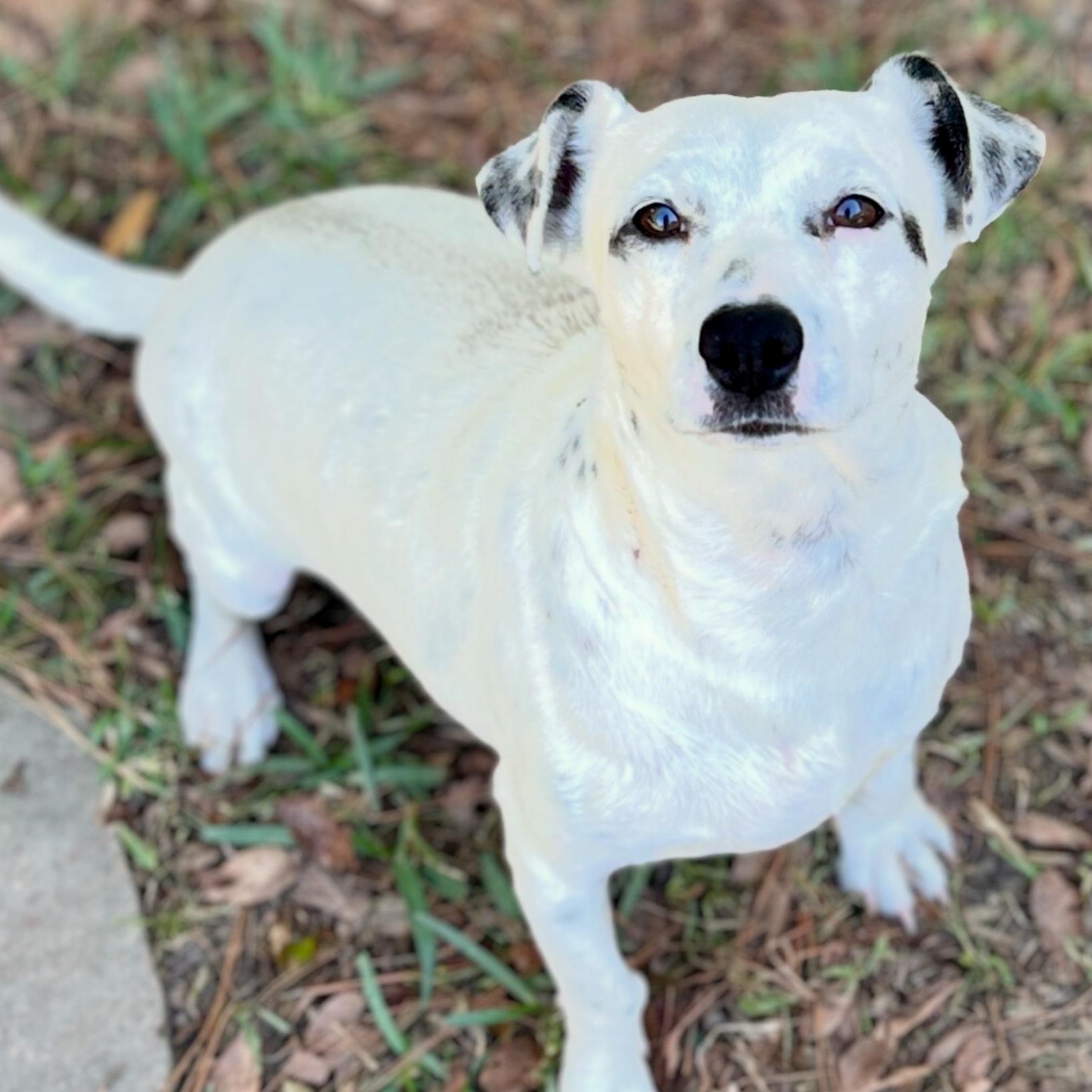 Cartmill, an adoptable mixed breed in Brooklyn, NY image 5/5