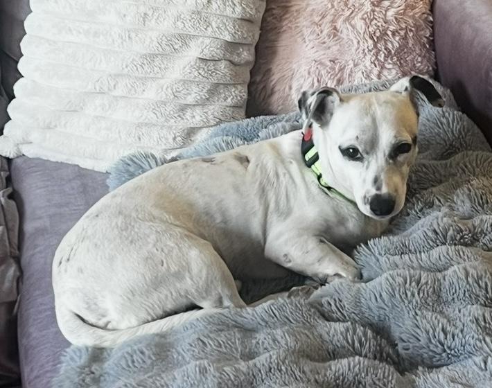 Cartmill, an adoptable mixed breed in Brooklyn, NY image 3/5