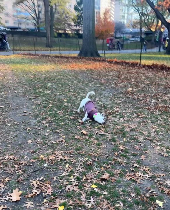 Enlarge Cartmill, an adoptable mixed breed in Brooklyn, NY video 2/5