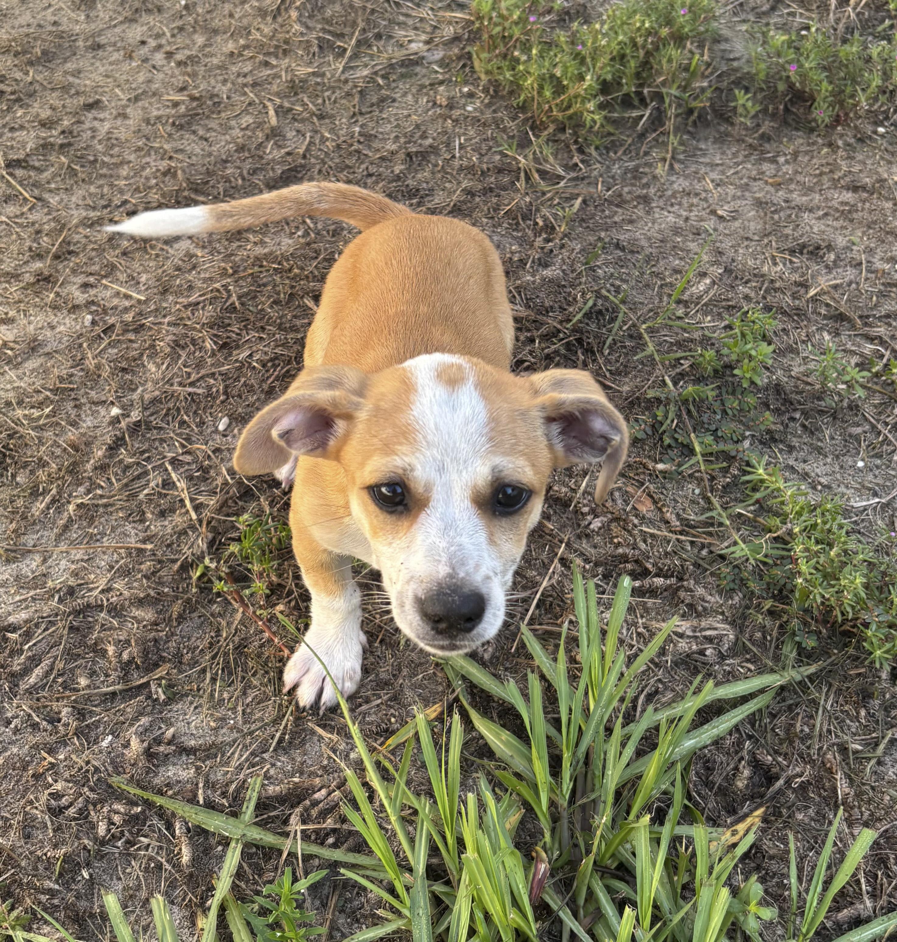 Enlarge Kona, a Adoptable Mixed Breed in Ruskin, FL image 1/2