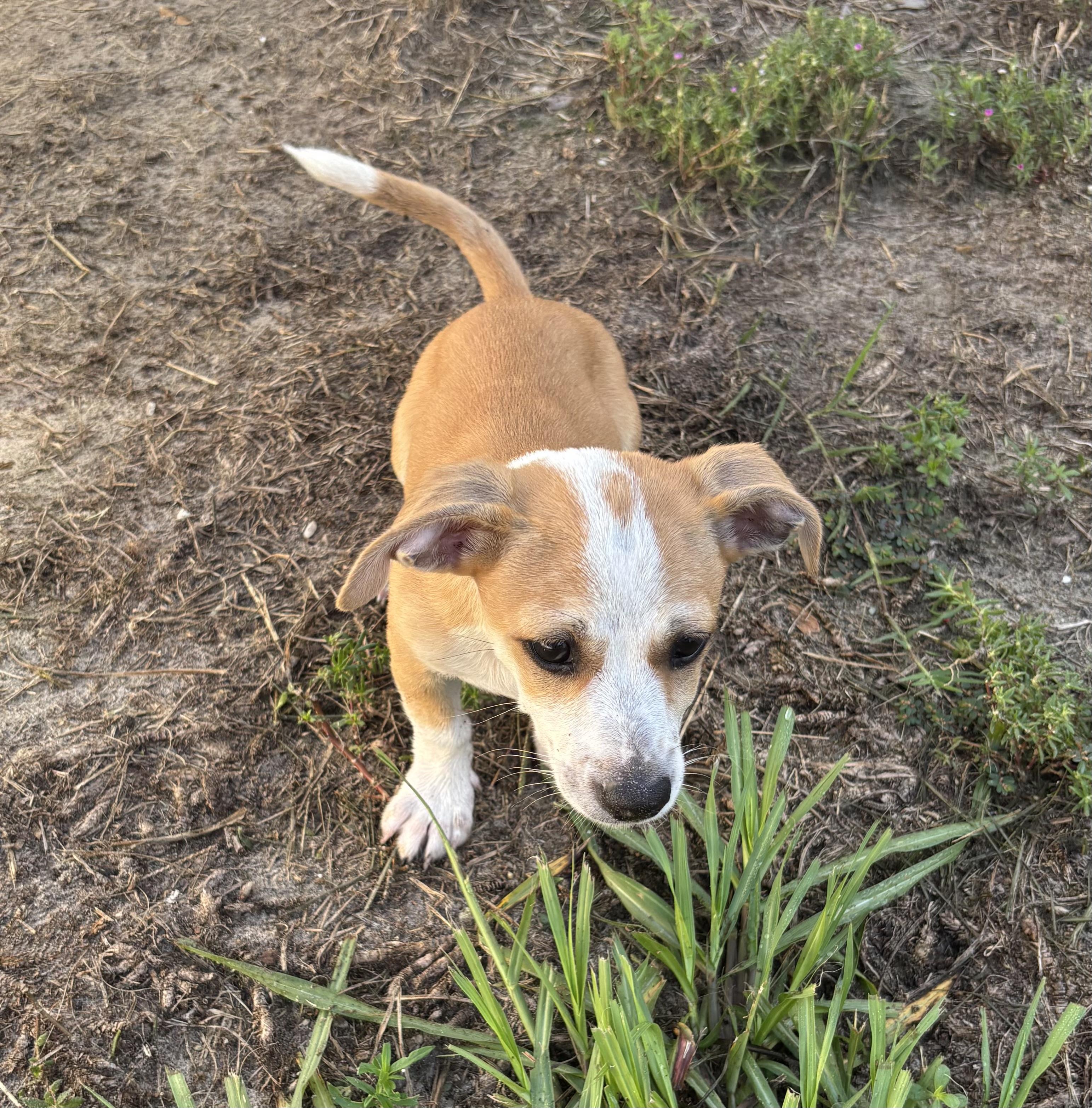 Enlarge Kona, a Adoptable Mixed Breed in Ruskin, FL image 2/2