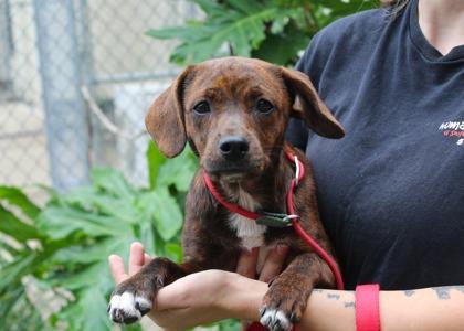 Pecktunia, Adoptable, Adult Female Chihuahua & Mixed Breed.