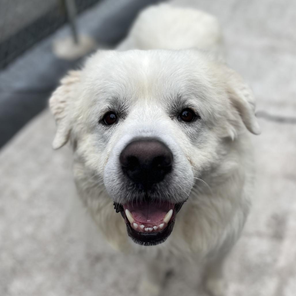 Olaf, Adoptable, Adult Male Great Pyrenees.