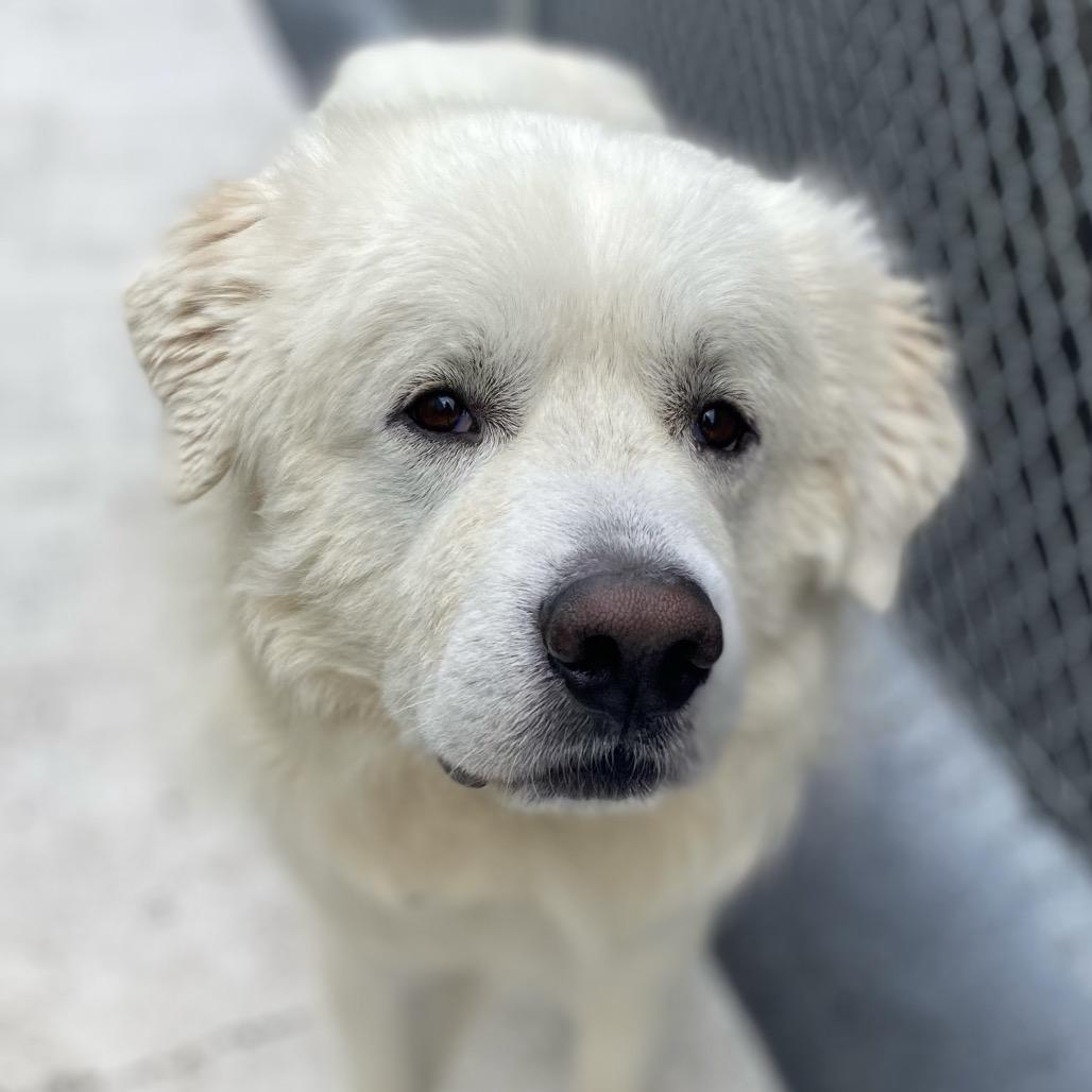 Enlarge Olaf, a Adoptable Great Pyrenees in Chesapeake, VA image 2/4