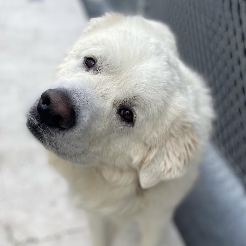 Enlarge Olaf, a Adoptable Great Pyrenees in Chesapeake, VA image 3/4