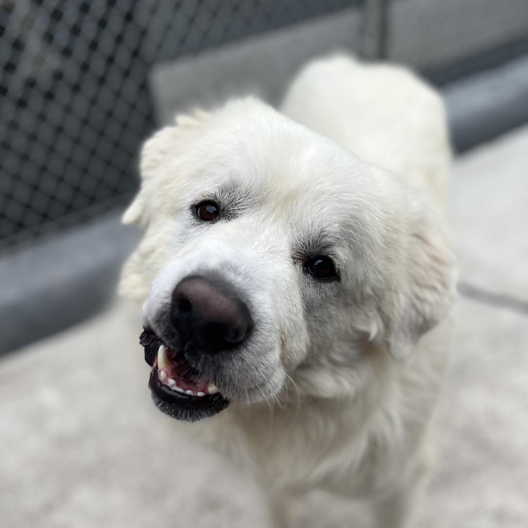 Enlarge Olaf, a Adoptable Great Pyrenees in Chesapeake, VA image 4/4
