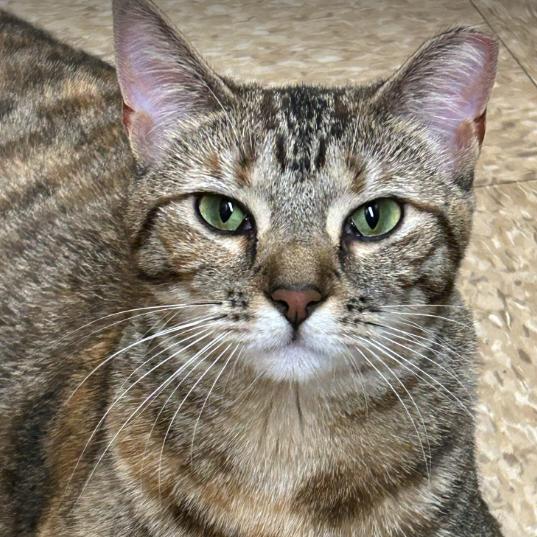 Ashley, Adoptable, Young Female Domestic Short Hair.