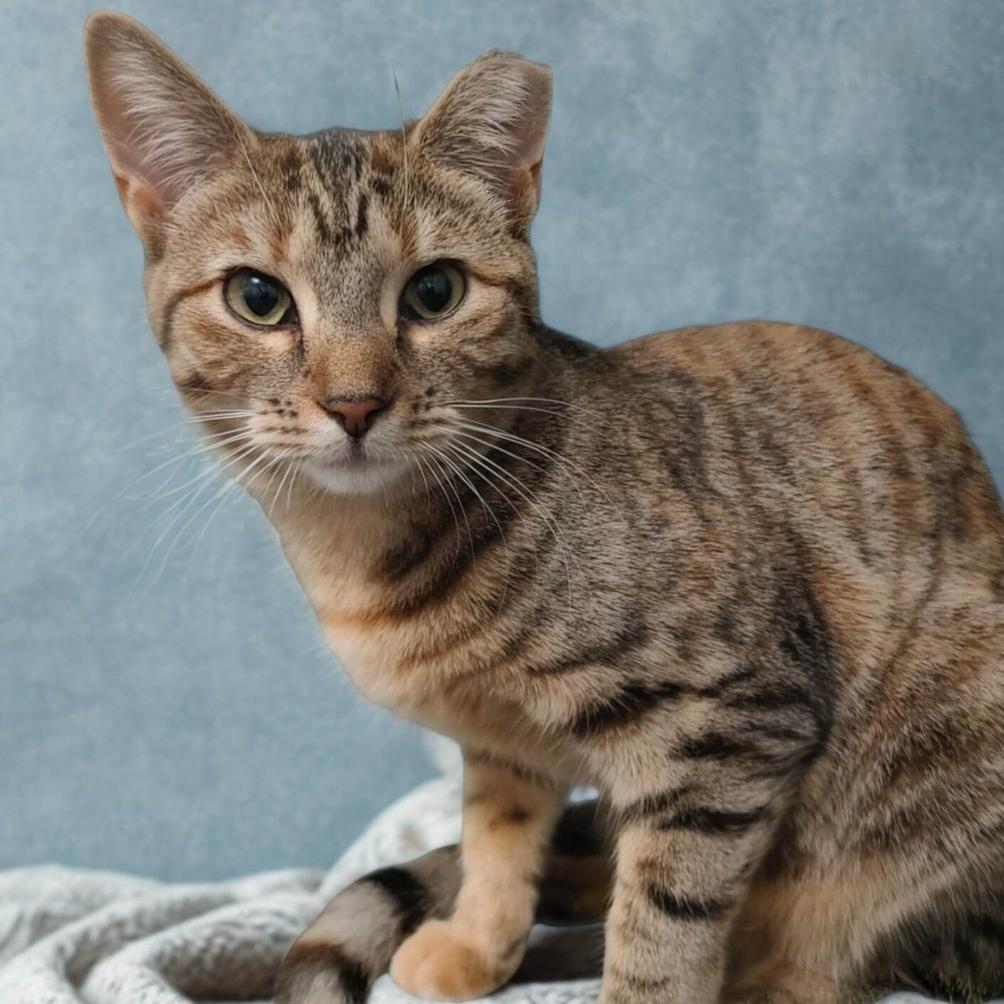 Enlarge Ashley, a Adoptable Domestic Short Hair in Oceanside, NY image 1/3