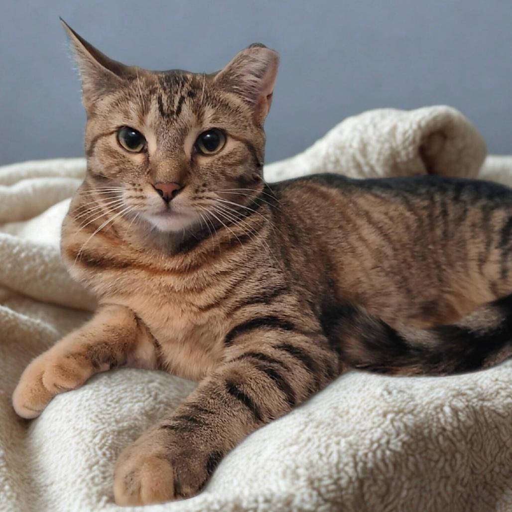 Enlarge Ashley, a Adoptable Domestic Short Hair in Oceanside, NY image 2/3