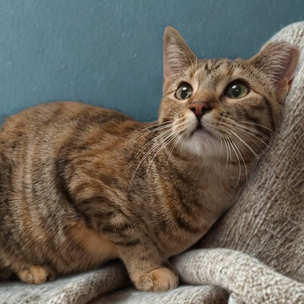 Enlarge Ashley, a Adoptable Domestic Short Hair in Oceanside, NY image 3/3