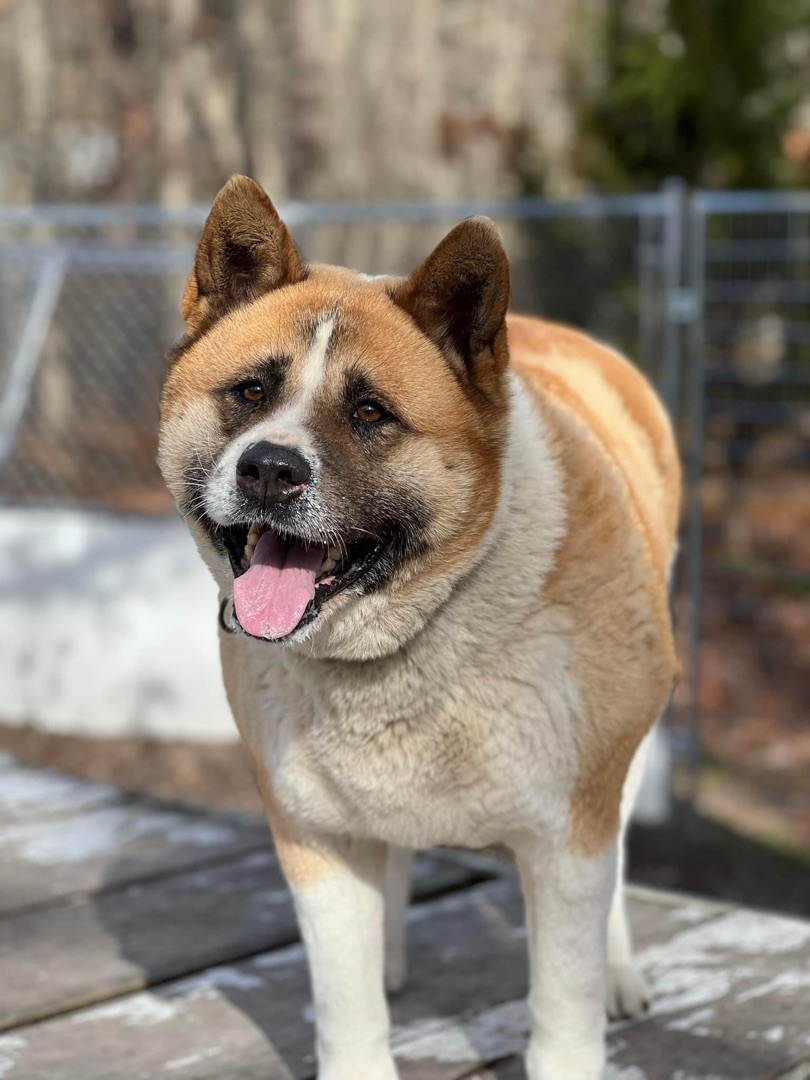 Tilly, a Adoptable Akita in Toms River, NJ image 1/14