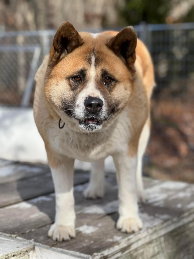 Tilly, a Adoptable Akita in Toms River, NJ image 2/14