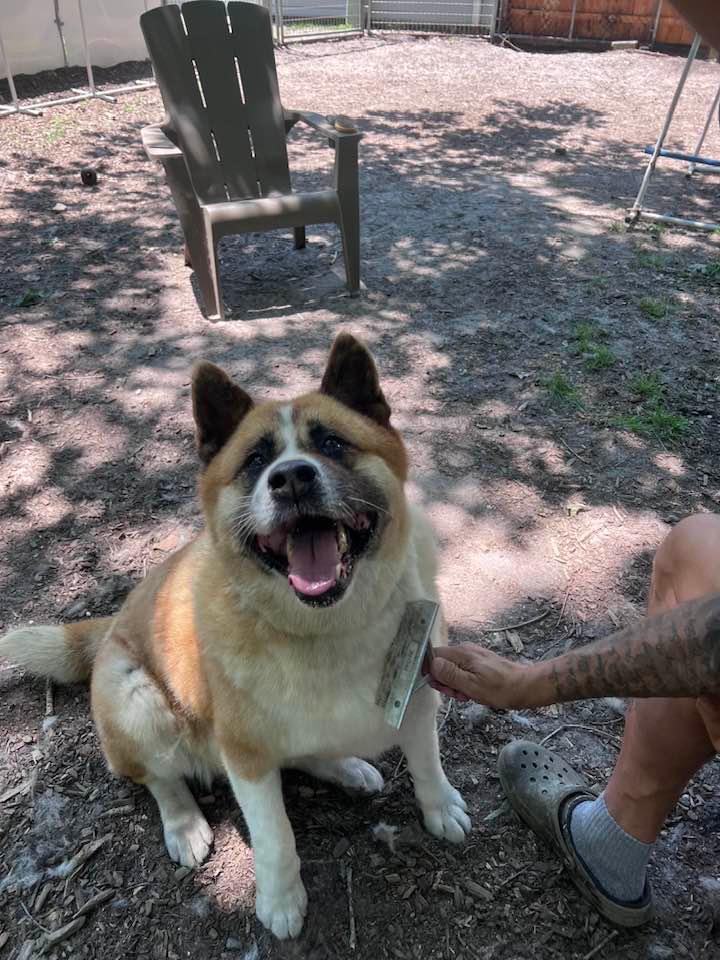 Tilly, a Adoptable Akita in Toms River, NJ image 3/14