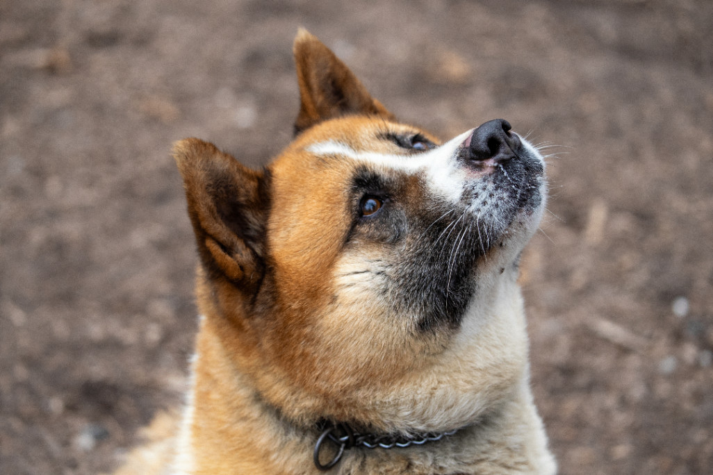 Tilly, a Adoptable Akita in Toms River, NJ image 4/14